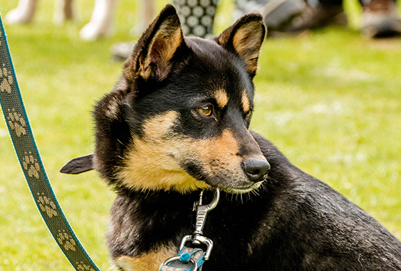 Gedragstherapie honden