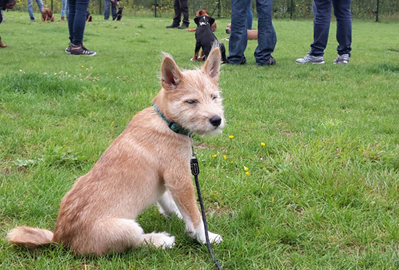 Hoe voed ik een pup op training